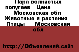 Пара волнистых попугаев › Цена ­ 2 500 - Московская обл. Животные и растения » Птицы   . Московская обл.